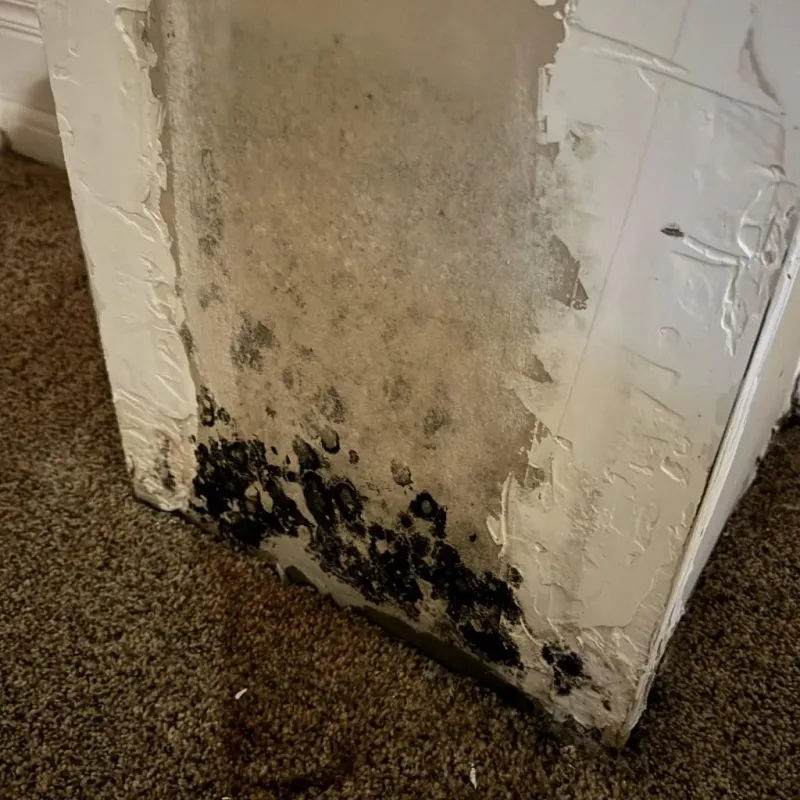 Professional Mold Removal in Clovis, CA